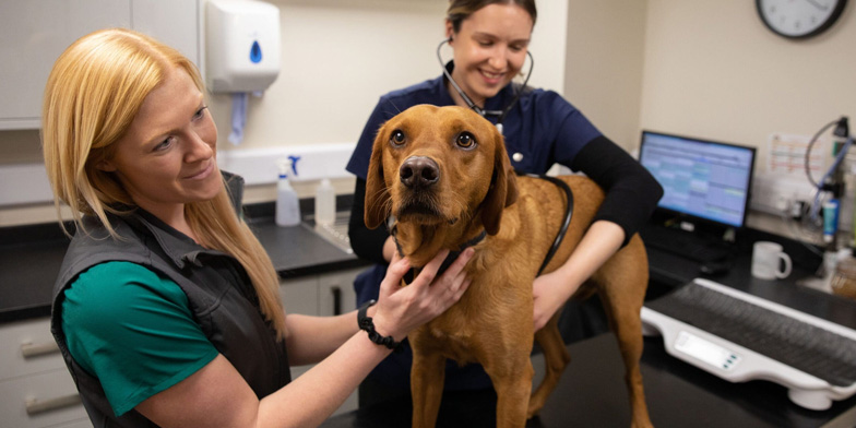 Veterinary medical examination of a companion animal patient at Companion Care Veterinary Hospital.