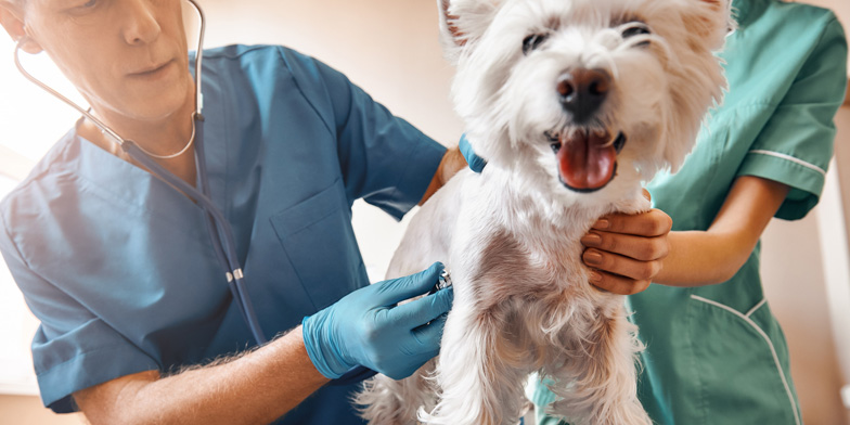 Pet receiving a wellness exam at Companion Care Veterinary Hospital.