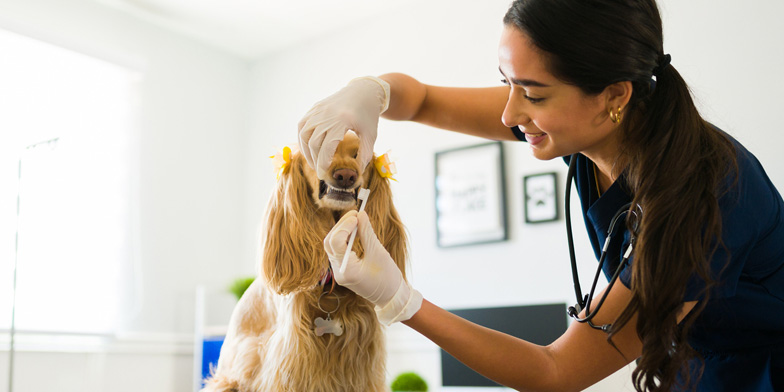 Friendly veterinarian examining a dog's teeth at a pet dental clinic in Companion Care Veterinary Hospital.