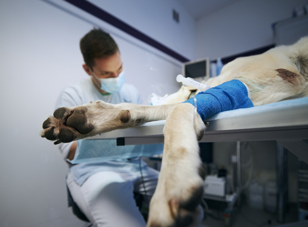 Companion Care Veterinary Hospital's orthopedic surgery header image featuring a medical cross and stethoscope.